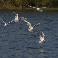 Четверо на одного ловца с добычей :: Елена Пономарева