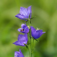 Квинтет колокольчиков :: Игорь Сарапулов