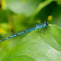 немного про стрекоз  2 :: Александр Прокудин