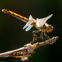 немного про стрекоз 5 :: Александр Прокудин