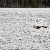 Спаровались :: Alexandеr P