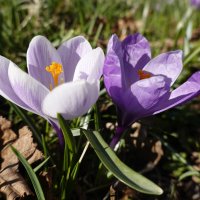 "Ловлю мелодию весны Чистотой обновленья, Нежных токов внутри!..." :: Галина "Ловлю мелодию весны Чистотой обновленья, Нежных токов внутри!..." :: Галина