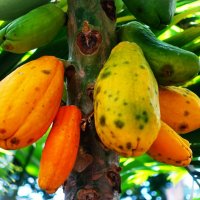 Созревает наша Папайа(Дынное дерево) в Пальмовом доме ботанического сада :: Aida10 