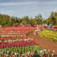 Тюльпановый рай :: Игорь Сарапулов