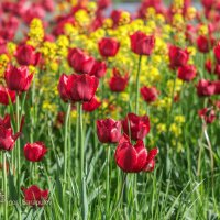 Красные тюльпаны :: Игорь Сарапулов