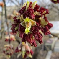 Клен ты мой апрельский, клен вовсю цветущий :: Александр Чеботарь Клен ты мой апрельский, клен вовсю цветущий :: Александр Чеботарь