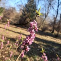 Волчеягодник :: Сапсан 