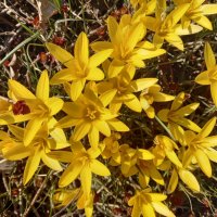 Крокусы :: Сапсан 