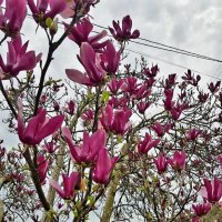 Магнолия Суланжа :: Tata Wolf