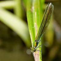 немного про стрекоз 6 :: Александр Прокудин немного про стрекоз 6 :: Александр Прокудин