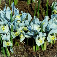 Ирис сетчатый Катарина Ходжкин(Ходкин) :: Aida10 