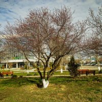 Весна :: Анатолий Чикчирный Весна :: Анатолий Чикчирный