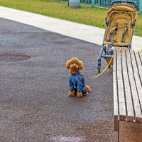 Охрана бдит :: Валерий Иванович Охрана бдит :: Валерий Иванович