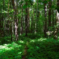 Чебоксары. Заросли Ботанического сада. :: Пётр Чернега