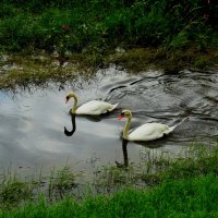 Свидание :: Юрий. Шмаков