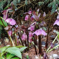 Морозник :: Рита Симонова