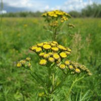 Пижма :: Anna Ivanova Пижма :: Anna Ivanova