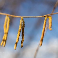 Ореховые серёжки :: Александр Синдерёв