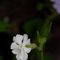 Хлопушка обыкновенная. :: nadyasilyuk Вознюк