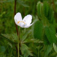 Ветреница. :: nadyasilyuk Вознюк