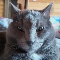 Басик :: Ольга Довженко