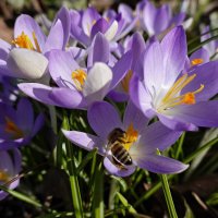 О, сколько их повсюду! Но каждый цветет по-своему - В этом высший подвиг цветка! Басё... :: Галина О, сколько их повсюду! Но каждый цветет по-своему - В этом высший подвиг цветка! Басё... :: Галина