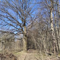 Дуб на опушке :: Игорь Ч.