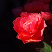 Цветок :: Сергей Швечков