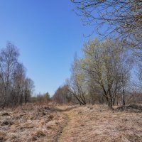 Палитра апреля... :: Владимир Жданов