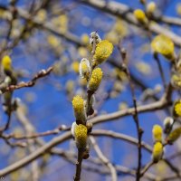 Палитра апреля... :: Владимир Жданов Палитра апреля... :: Владимир Жданов