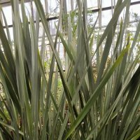 Растения субтропиков. :: Ольга 