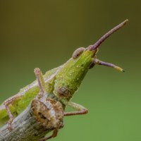 Кузнечик(yrgomorpha conica). Пиргоморфа пустынная,насекомое из семейства кузнечиков. :: Александр Григорьев Кузнечик(yrgomorpha conica). Пиргоморфа пустынная,насекомое из семейства кузнечиков. :: Александр Григорьев