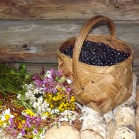 Из леса! :: Нина Андронова