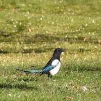 сорока :: ИННА ПОРОХОВА