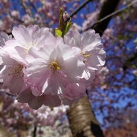 Вишни в полном цвету!... :: Галина 