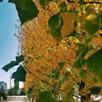 Золотая осень :: Андрей Хлопонин Золотая осень :: Андрей Хлопонин