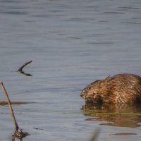 Ондатра :: Сергей Цветков