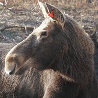 Портрет лосихи :: Лина 