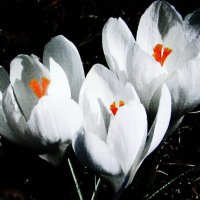 Белые красавцы :: Людмила Смородинская