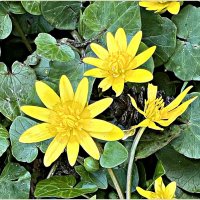 Чистяк весенний. :: Валерия Комова Чистяк весенний. :: Валерия Комова