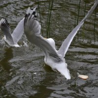 Погоня :: Надежда 