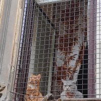 ВЕСНОЙ   ЗАПАХЛО :: Анатолий Малобродский