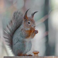 вкусный перекус в тени :: Andrey Bragin вкусный перекус в тени :: Andrey Bragin