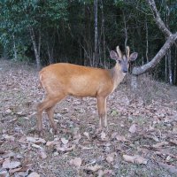 Оленька. :: unix (Илья Утропов)