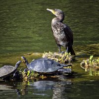 ***** :: Андроник Александр 