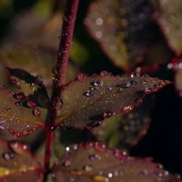 капли на листьях :: Сергей Швечков