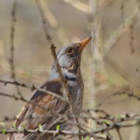 прятки... :: Andrey Bragin 