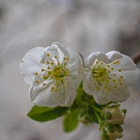 Цветение вишни . :: Giant Tao /