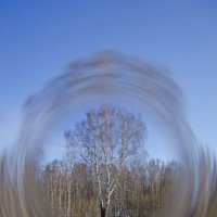 Одинокая Береза :: Lyubov Busova