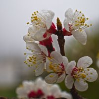 веточка миндаля. :: Giant Tao / веточка миндаля. :: Giant Tao /